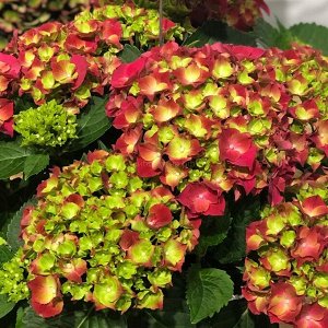 Гортензия крупнолистная (Hydrangea macrophylla Hi Fire) P12