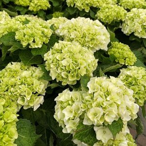 Гортензия крупнолистная (Hydrangea macrophylla Hi Hailstone) P12