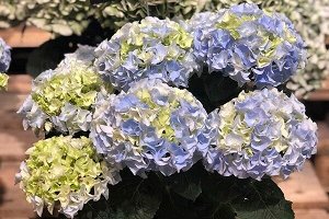 Гортензия крупнолистная (Hydrangea macrophylla Hi Mountain) P12
