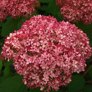 Гортензия древовидная (Hydrangea arborescens Magical Dark Pink) P8