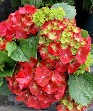 Гортензия крупнолистная (Hydrangea macrophylla Hi Tornado) P12