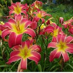 УФО- лилейники с огромными цветами, необычные и экзотичные