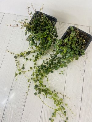 Цветы от FEViolets Пеперомия Прострата String of Turtles