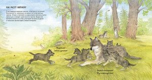 Животные в природе. Волк