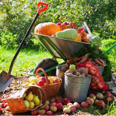 Удобряй свой огород,чтобы точно был в нем толк🍅 🥕🌽🌶🍆🥔