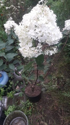Взрослая цветущая гортензия метельчатая «Ванилла Фрейз»
