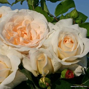 Космос Kordes

Высота:	80 см
Диаметр цветка:	8 см

Цветки прелестные, густомахровые, кремово-белые. Аромат тонкий, великолепный. Кусты вертикальные, густые. Знак ADR-2007, а также сорт имеет золотую м