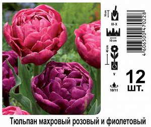 Тюльпан махровый розовый и фиолетовый, упак (12шт)