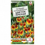 Цветы многолетние, двулетние