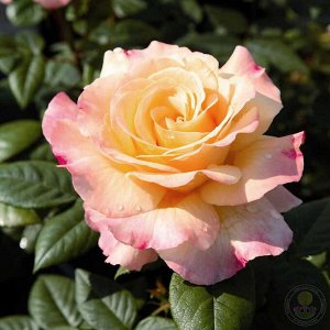 АКВАРЕЛЬ Tantau

Высота:	80—100 см
Диаметр цветка:	10—12 см

Удивительно красивая благородная роза с ностальгическими густомахровыми цветками диаметром 10-12 см. Потомок (спорт) сорта «Augusta Luise».