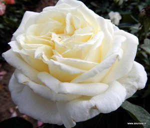 Жанна Моро Meilland

Высота:	80—90 см
Диаметр цветка:	12—14 см

Цветки большие, диаметром 12-14 см, густомахровые (90-100 лепестков), белые. Аромат опьяняющий, лимонный с намёком мяты и лимонной вербе