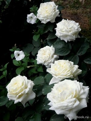Жанна Моро Meilland

Высота:	80—90 см
Диаметр цветка:	12—14 см

Цветки большие, диаметром 12-14 см, густомахровые (90-100 лепестков), белые. Аромат опьяняющий, лимонный с намёком мяты и лимонной вербе