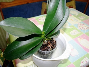 Орхидея Отцвела