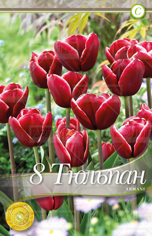 Armani Высота 40 см (подходит для выращивания в садовых вазонах)
Цветение – апрель-май