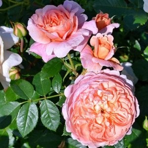 Колет Meilland

Роза Колет – это шрабовидный сорт роз, созданный французскими селекционерами из питомника Meilland в 1994 году. Этот сорт также известен под другими названиями, такими как Colette (MEI