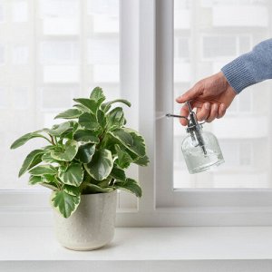 SESAMFRÖN  Опрыскиватель для растений, прозрачное стекло 250 мл