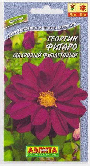 Георгина Фигаро фиолетовая махровая (Код: 70024)