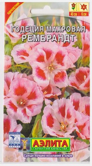 Годеция Рембрандт (Код: 8848)