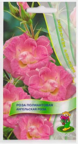 Роза Ангельская роза полиантовая (Код: 66994 )