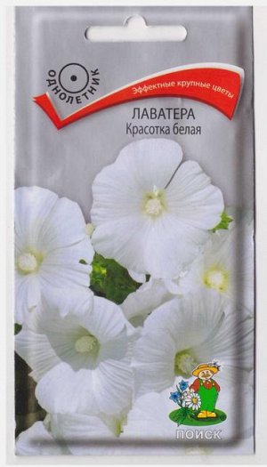 Лаватера Красотка Белая (Код: 14572)