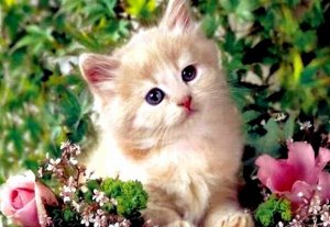Алмазная мозаика  без подрамника  частичная выкладка    арт.YCC24318 КОТИК