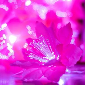 Декоративная подсветка "Малопа" 20хLED 4000К 5м розовый 500х14х14см RISALUX