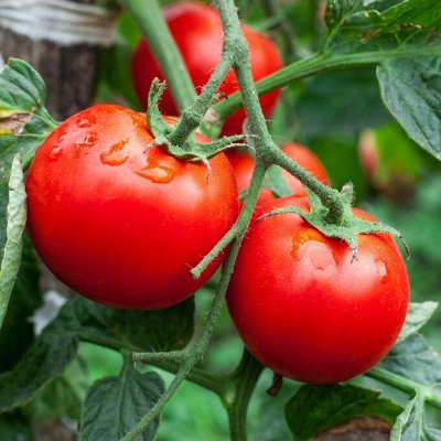 Семена Овощей Томат - Семена овощей, ягод и цветов Новинки. Семена овощей