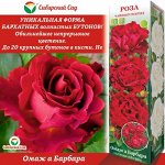 Роза Омаж а Барбара (Чайно-гибридная) 1шт (Сиб сад)