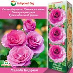 Роза Мелоди Парфюм (Грандифлора) 1шт (Сиб сад)