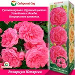 Роза Розариум Ютерсен (Плетистая) 1шт (Сиб сад)