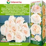 Роза Вайт Охара (Чайно-гибридная) 1шт (Сиб сад)