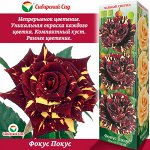 Роза Фокус Покус (Чайно-гибридная) 1шт (Сиб сад)