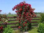 Роза Симпатия (Плетистая) 1шт (Сиб сад)