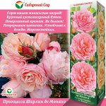 Роза Принцесса Шарлин де Монако (Чайно-гибридная) 1шт (Сиб сад)