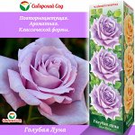 Роза Голубая луна (Чайно-гибридная) 1шт (Сиб сад)