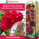 Роза Фламментанц (Плетистая) 1шт (Сиб сад)