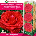 Роза Ред Интуишн (Чайно-гибридная) 1шт (Сиб сад)
