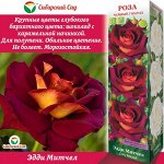Роза Эдди Митчел (Чайно-гибридная) 1шт (Сиб сад)