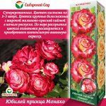 Роза Юбилей принца Монако (Флорибунда) 1шт (Сиб сад)