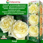 Роза Эльф (Плетистая) 1шт (Сиб сад)