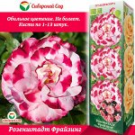 Роза Розенштадт Фрайзинг (Грандифлора) 1шт (Сиб сад)