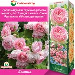 Роза Ясмина (Плетистая) 1шт (Сиб сад)