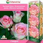 Роза Соверен (Чайно-гибридная) 1шт (Сиб сад)