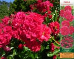 Роза Хеллоу (Почвопокровная) 1шт (Сиб сад)