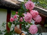 Роза Корал Даун (Плетистая) 1шт (Сиб сад)