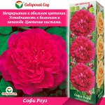 Роза Софи Роуз (Английская) 1шт (Сиб сад)
