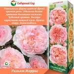 Роза Уильям Моррис (Английская) 1шт (Сиб сад)