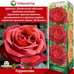 Роза Терракота (Чайно-гибридная) 1шт (Сиб Сад)