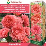 Роза Корал Желе (Парковая) 1шт (Сиб сад)