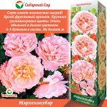 Роза Мэрхензаубэр (Флорибунда) 1шт (Сиб сад)